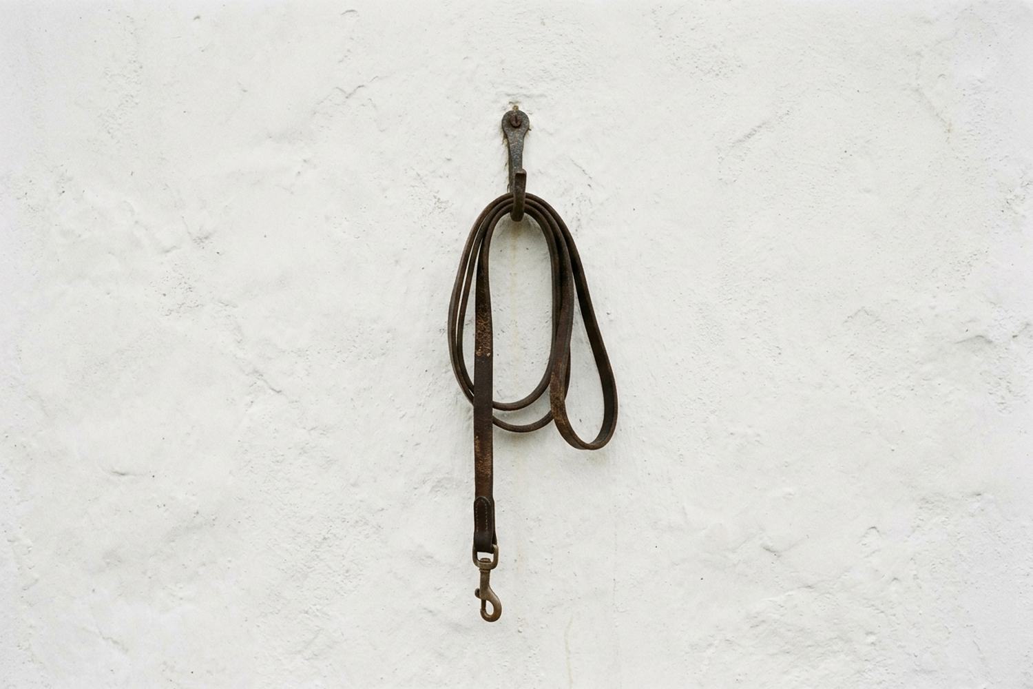 A single leather lead hanging coiled from an iron hook on a whitewashed wall