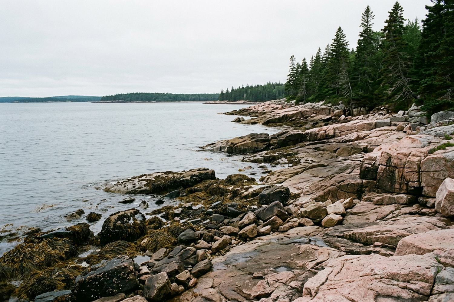 A cold water shoreline of pink granite ledges and dark spruce at low tide