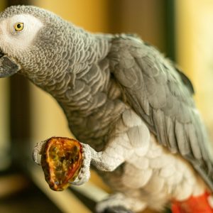 African Grey parrot