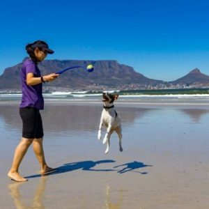 Beach playing with dog, Dog sitting Cape Town South Africa