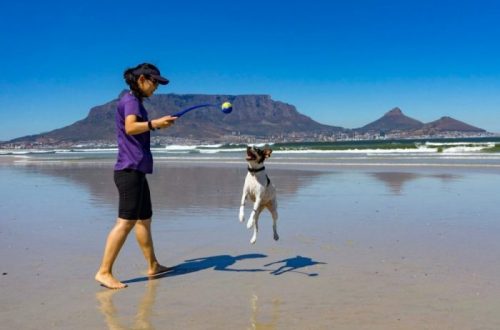 Beach playing with dog, Dog sitting Cape Town South Africa